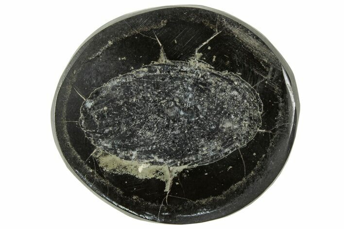 Polished Fish Coprolite (Fossil Poo) Nodule Half - Scotland #314922